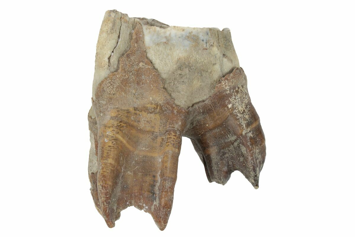 3.6" Fossil Woolly Rhino (Coelodonta) Tooth Siberia (231061) For