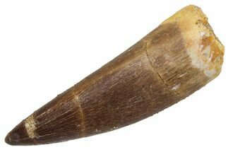 Fossil Plesiosaur (Zarafasaura) Tooth - Morocco #231085