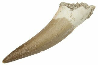 Fossil Plesiosaur (Zarafasaura) Tooth - Morocco #231093