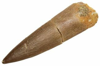 Fossil Plesiosaur (Zarafasaura) Tooth - Morocco #231099