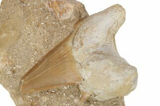 Otodus Shark Tooth Fossil in Rock - Eocene #230895