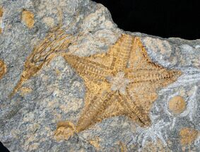 Fossil Starfish With Crinoid - Morocco #13955