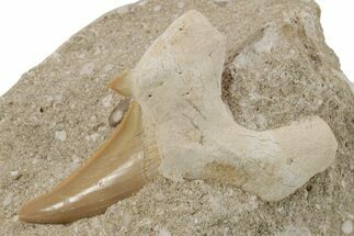 Otodus Shark Tooth Fossil in Rock - Eocene #230916