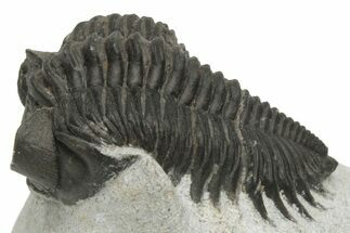 Coltraneia Trilobite Fossil - Huge Faceted Eyes #229846