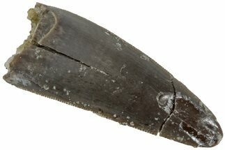 Serrated, Triassic Reptile (Postosuchus?) Tooth - Arizona #231171