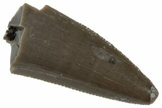 Serrated, Triassic Reptile (Postosuchus?) Tooth - Arizona #231175