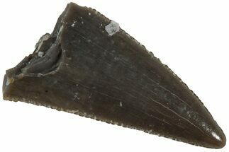 Serrated, Triassic Reptile (Postosuchus?) Tooth - Arizona #231190