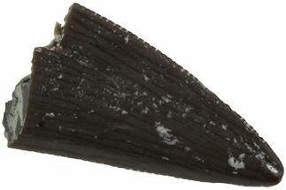 Serrated, Triassic Reptile (Postosuchus?) Tooth - Arizona #231198
