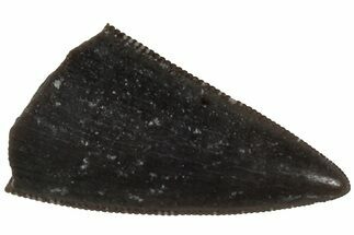 Serrated, Triassic Reptile (Postosuchus?) Tooth - Arizona #231206