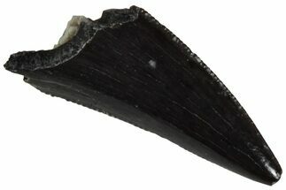 Serrated, Triassic Reptile (Postosuchus?) Tooth - Arizona #231212