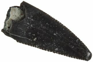 Serrated, Triassic Reptile (Postosuchus?) Tooth - Arizona #231216