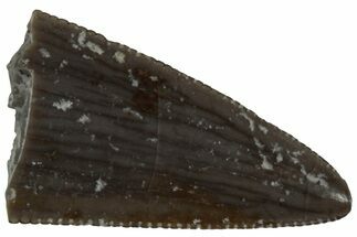 Serrated, Triassic Reptile (Postosuchus?) Tooth - Arizona #231218