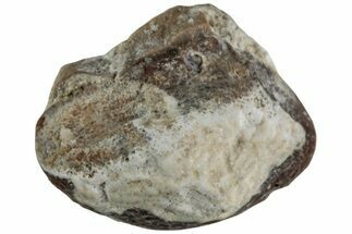 Fossil Crusher Shark (Ptychodus) Tooth - Kansas #218666