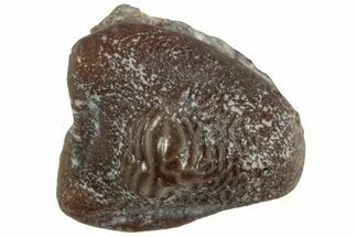 Fossil Crusher Shark (Ptychodus) Tooth - Kansas #218678