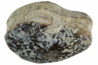 Fossil Crusher Shark (Ptychodus) Tooth - Kansas #218691