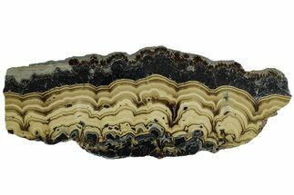 Polished Schalenblende Slice - Poland #228195