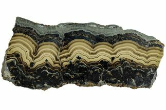 Polished Schalenblende Slice - Poland #228199