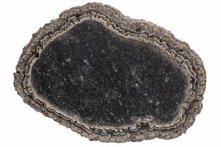 Polished, Cretaceous, Oncolite Stromatolite Fossil - Mexico #231387