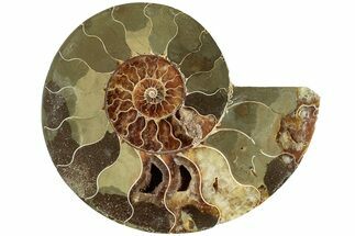 Bargain, Cut & Polished Ammonite Fossil (Half) - Madagascar #230061