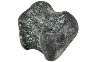 Juvenile Hadrosaur (Maiasaura) Phalanx Bone - Montana #231613