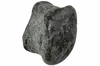 Juvenile Hadrosaur (Maiasaura) Phalanx Bone - Montana #231616