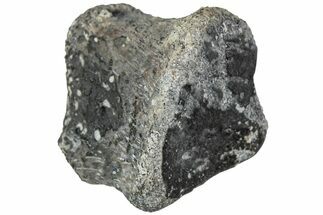 Juvenile Hadrosaur (Maiasaura) Phalanx Bone - Montana #231618