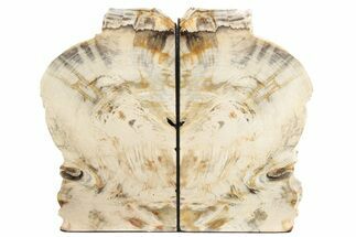 Tall, Petrified Wood Bookends - Washington #231794