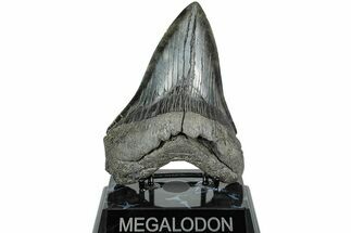 Serrated, Fossil Megalodon Tooth - South Carolina #231759