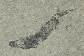 Devonian Acanthodian (Mesocanthus) Fossil - Scotland #231953
