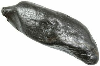 Fossil Sperm Whale (Scaldicetus) Tooth - South Carolina #231871