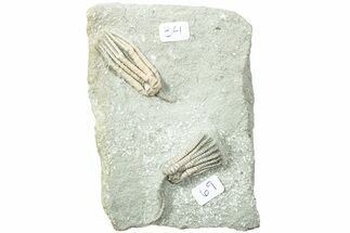Fossil Crinoid Plate (Two Species) - Crawfordsville, Indiana #231933