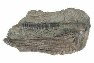 Fossil Crinoid (Halysiocrinus) - Monroe County, Indiana #231971