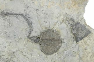 Fossil Crinoid (Dichocrinus) - Monroe County, Indiana #231982