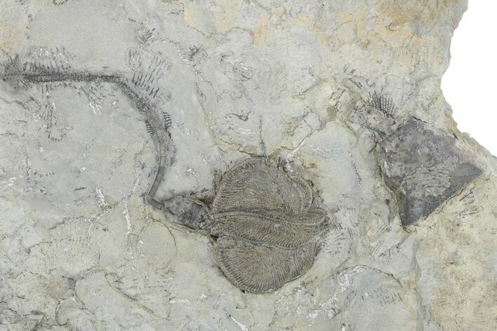 2 6 quot Fossil Crinoid (Dichocrinus) Monroe County Indiana (#231982 2 6 quot Fossil Crinoid (Dichocrinus) Monroe County Indiana (#231982