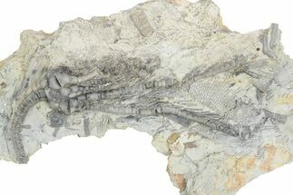 Fossil Crinoid (Abrotocrinus) - Monroe County, Indiana #232141