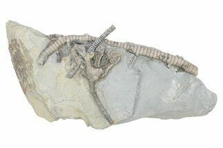 Fossil Crinoid (Onychocrinus) - Monroe County, Indiana #232143