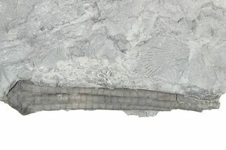 Fossil Crinoid (Synbathocrinus) - Monroe County, Indiana #232147