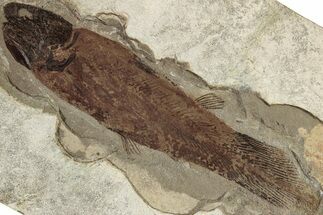 Mississippian Coelacanth (Caridosuctor) Fossil - Montana #232133