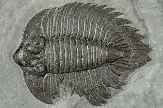 Arctinurus Trilobite w/ Bite Marks - Classic New York Trilobite #232136