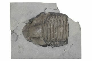Partial Trilobite (Trimerus) Fossil - New York #232154