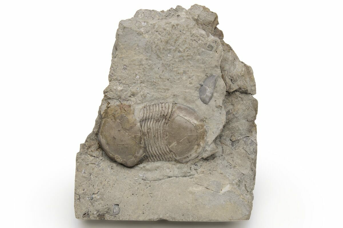 .9" Bumastus Ioxus Trilobite New York (232159) For Sale