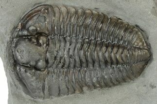 Calymene Niagarensis Trilobite Fossil - New York #232080