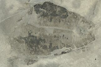 Silurian Conulariid (Conularia) Fossil - New York #232097