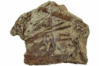 Pennsylvanian Fossil Flora Plate - West Virginia #232206
