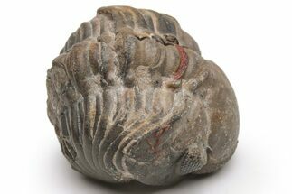 Reedops Trilobite - Atchana, Morocco #224357