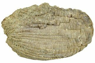 Fossil Crinoid (Zeacrinites) - Alabama #232227