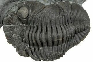 Long Eldredgeops Trilobite Fossil - Silica Shale, Ohio #232228