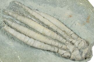 Fossil Crinoid (Scytalocrinus) - Indiana #232243