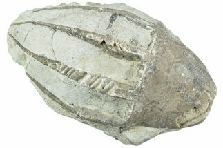 Fossil Crinoid (Eucalyptocrinus) Crown - Indiana #232245