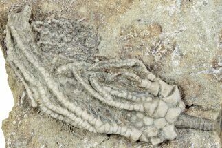 Fossil Crinoid (Pachylocrinus) - Indiana #232252